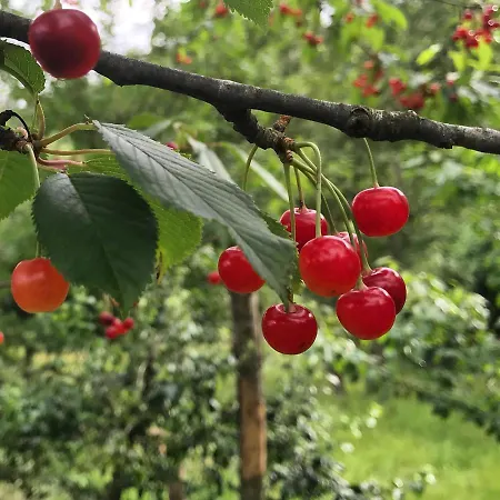 Ca Du Chittu Apartament