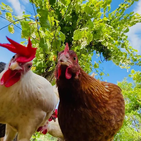 Ca Du Chittu דירה *