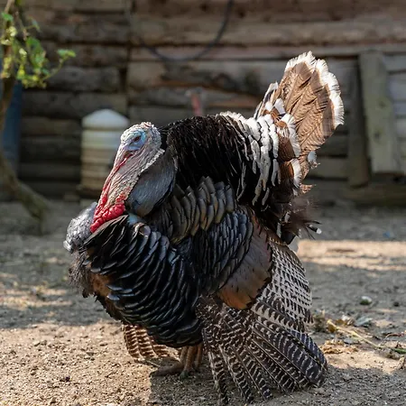 Ca Du Chittu דירה