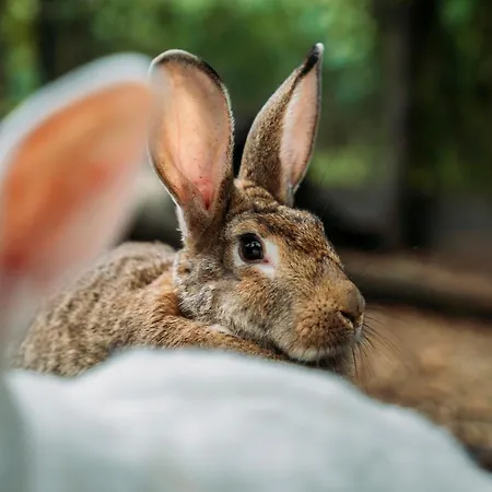 Ca Du Chittu Apartament *