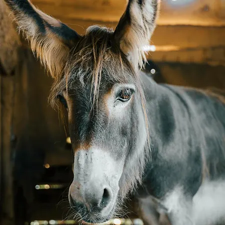 Ca Du Chittu דירה Carro